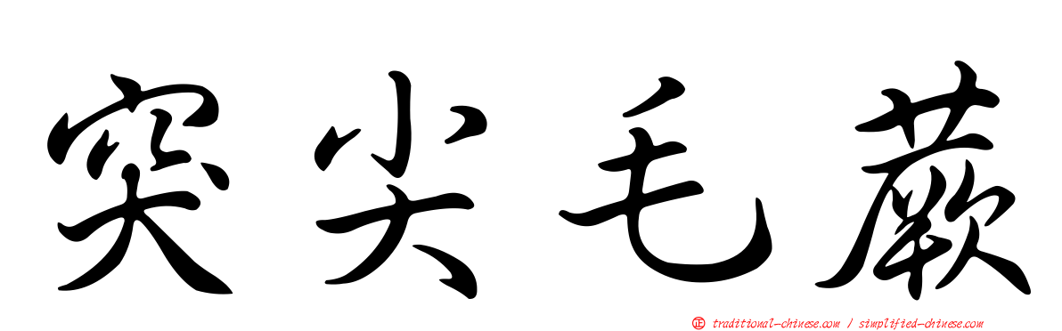 突尖毛蕨