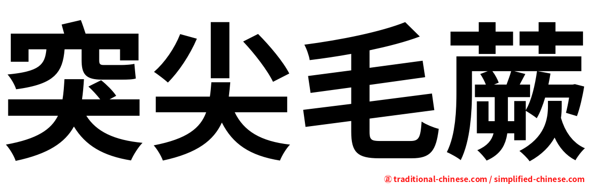 突尖毛蕨