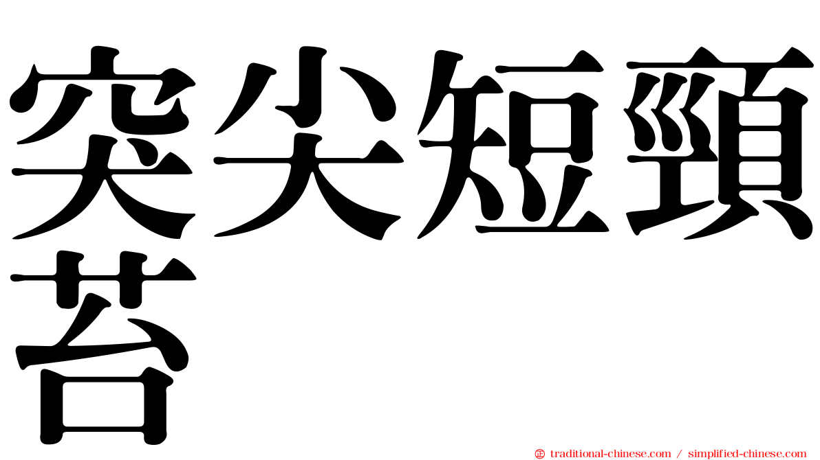 突尖短頸苔