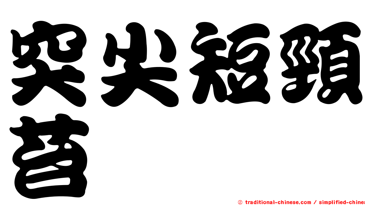 突尖短頸苔