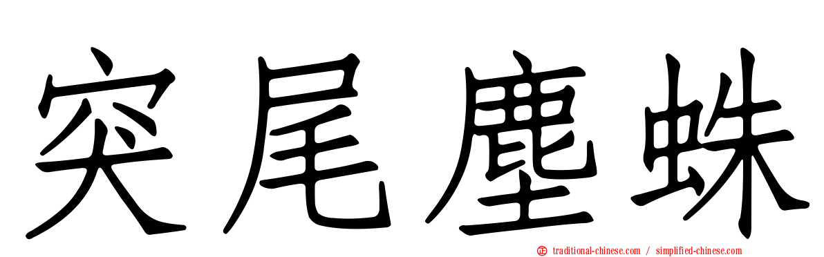 突尾塵蛛