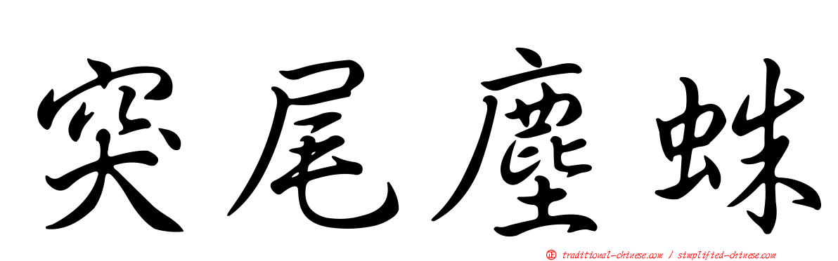 突尾塵蛛