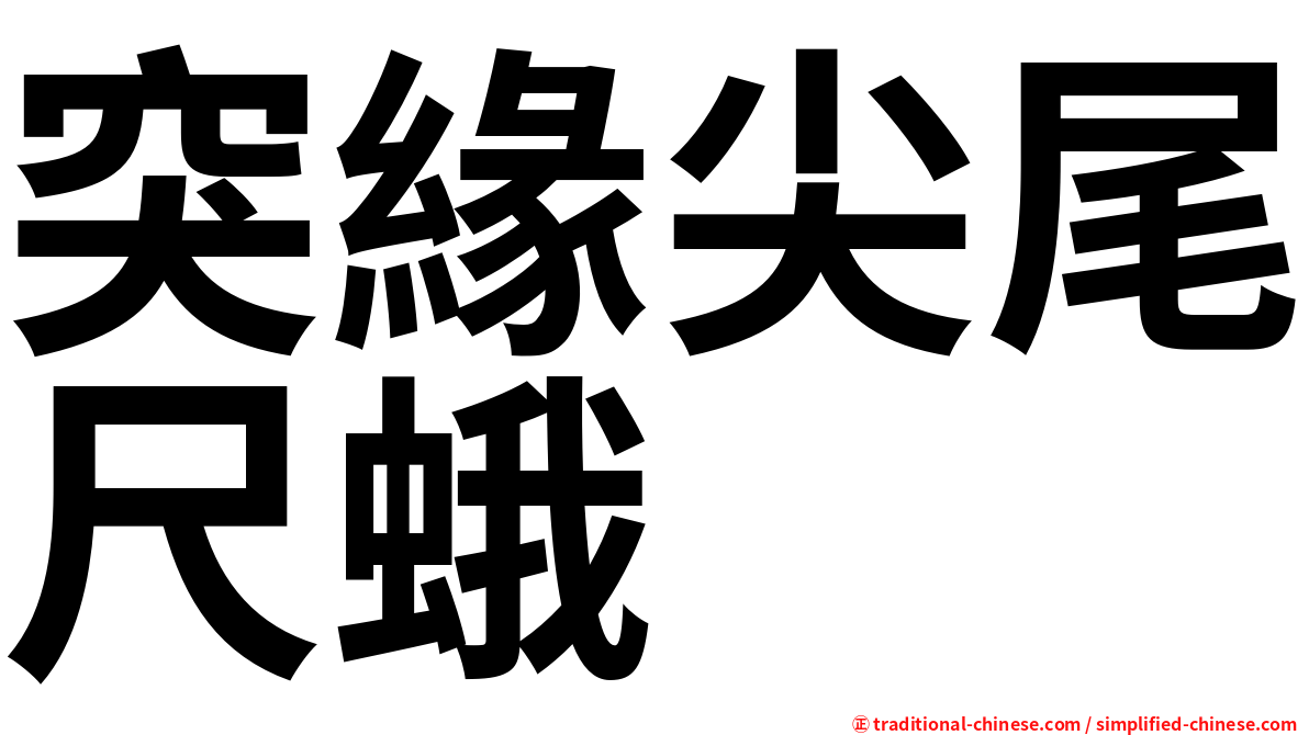 突緣尖尾尺蛾