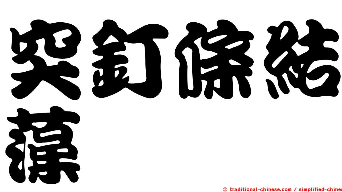 突釘條結藻