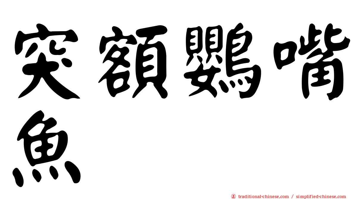 突額鸚嘴魚