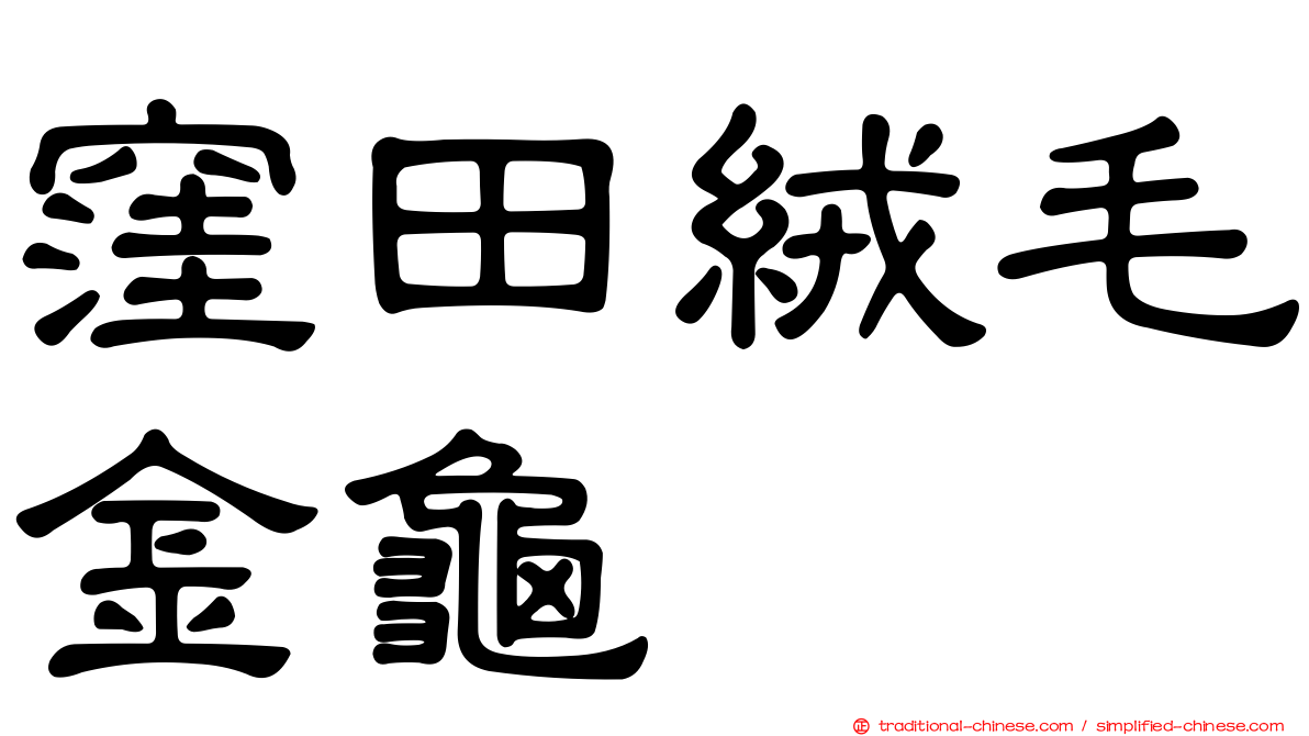 窪田絨毛金龜