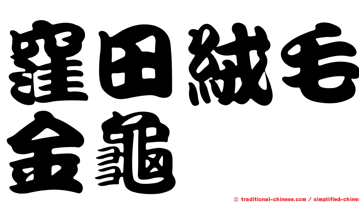 窪田絨毛金龜