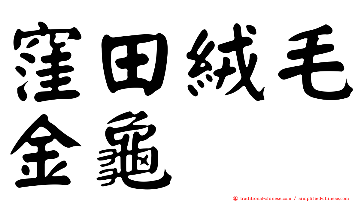 窪田絨毛金龜