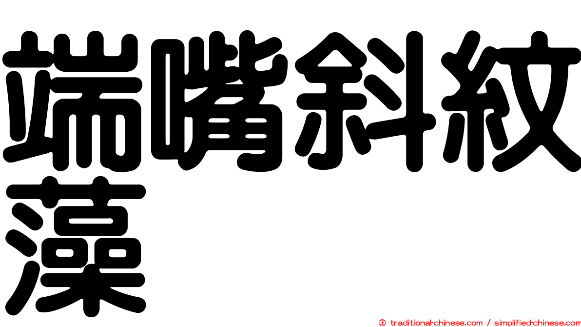 端嘴斜紋藻
