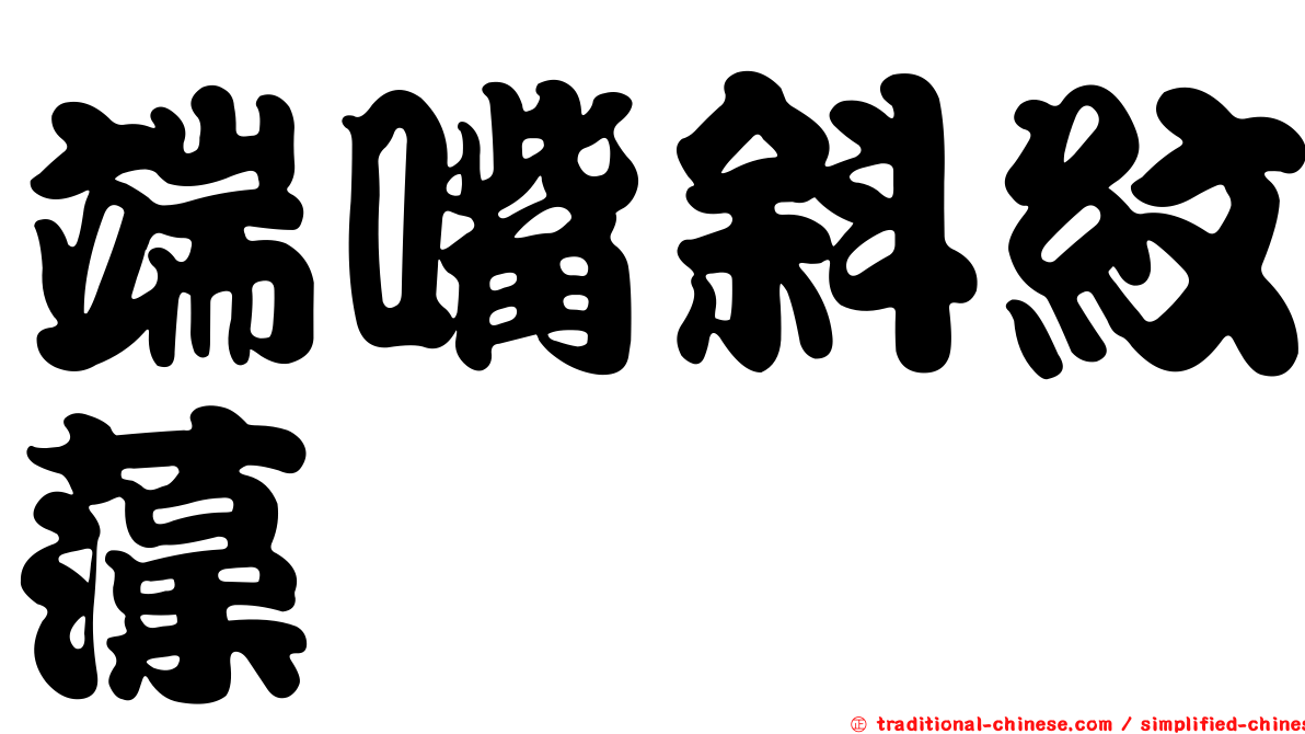 端嘴斜紋藻