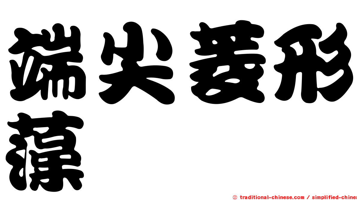 端尖菱形藻