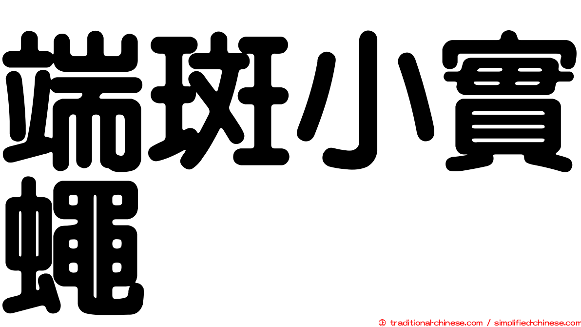 端斑小實蠅