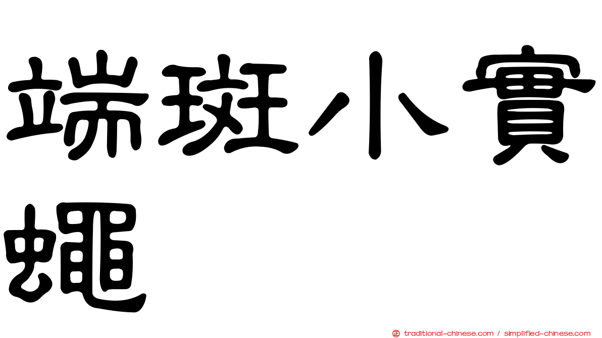 端斑小實蠅