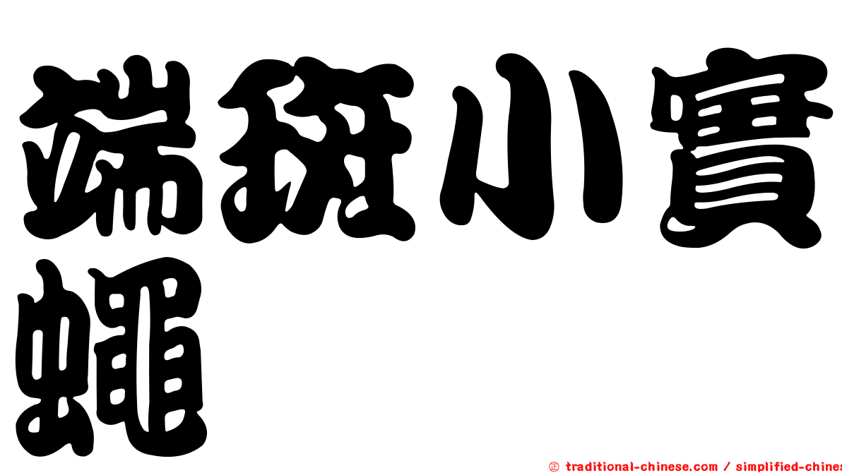 端斑小實蠅