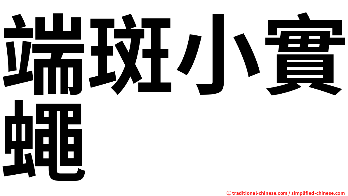 端斑小實蠅