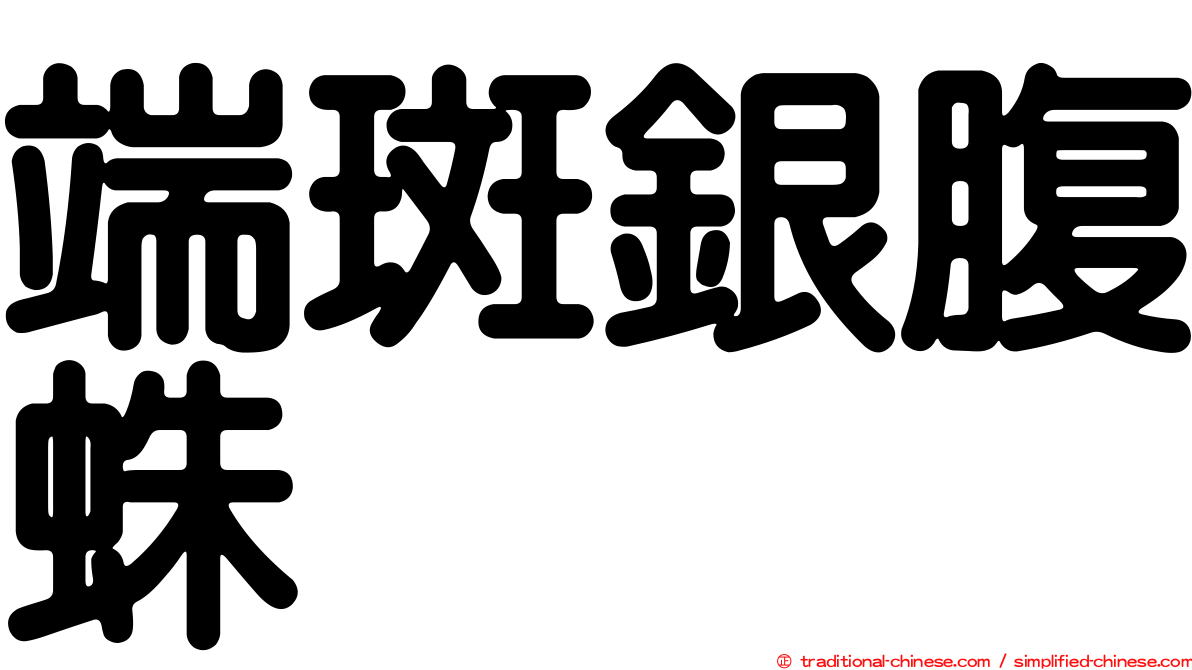 端斑銀腹蛛