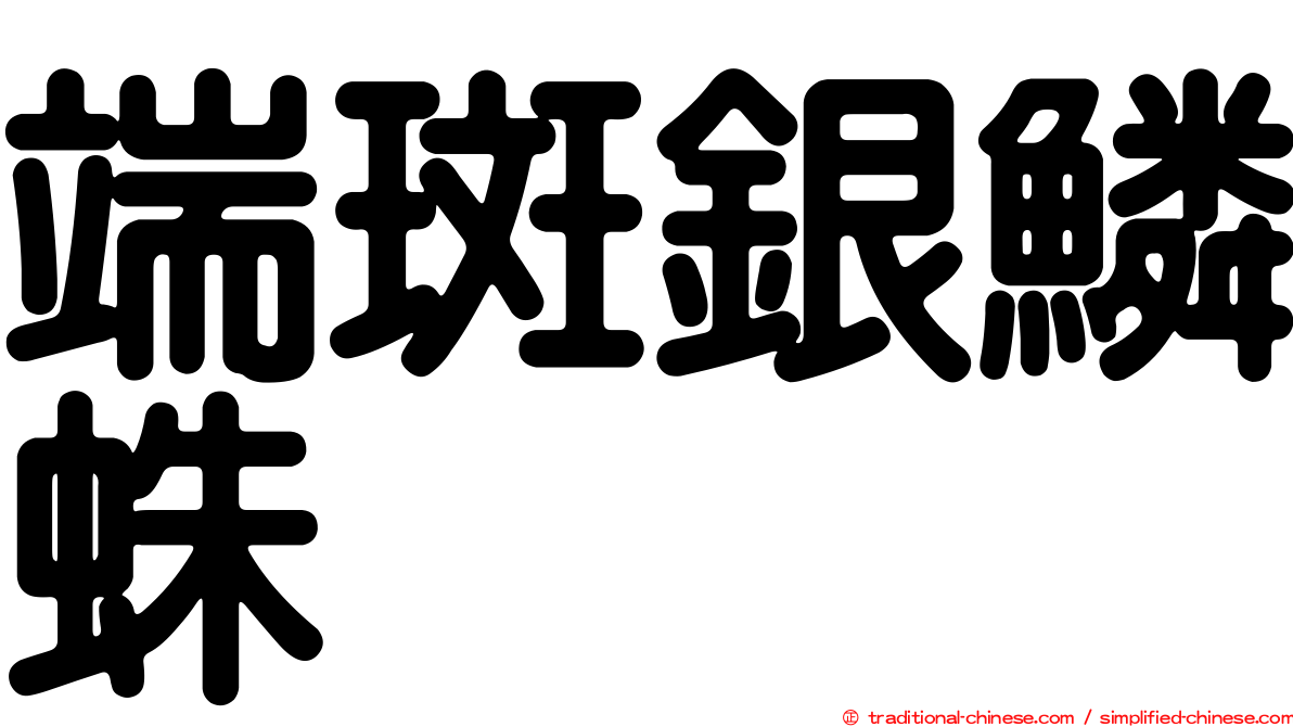 端斑銀鱗蛛