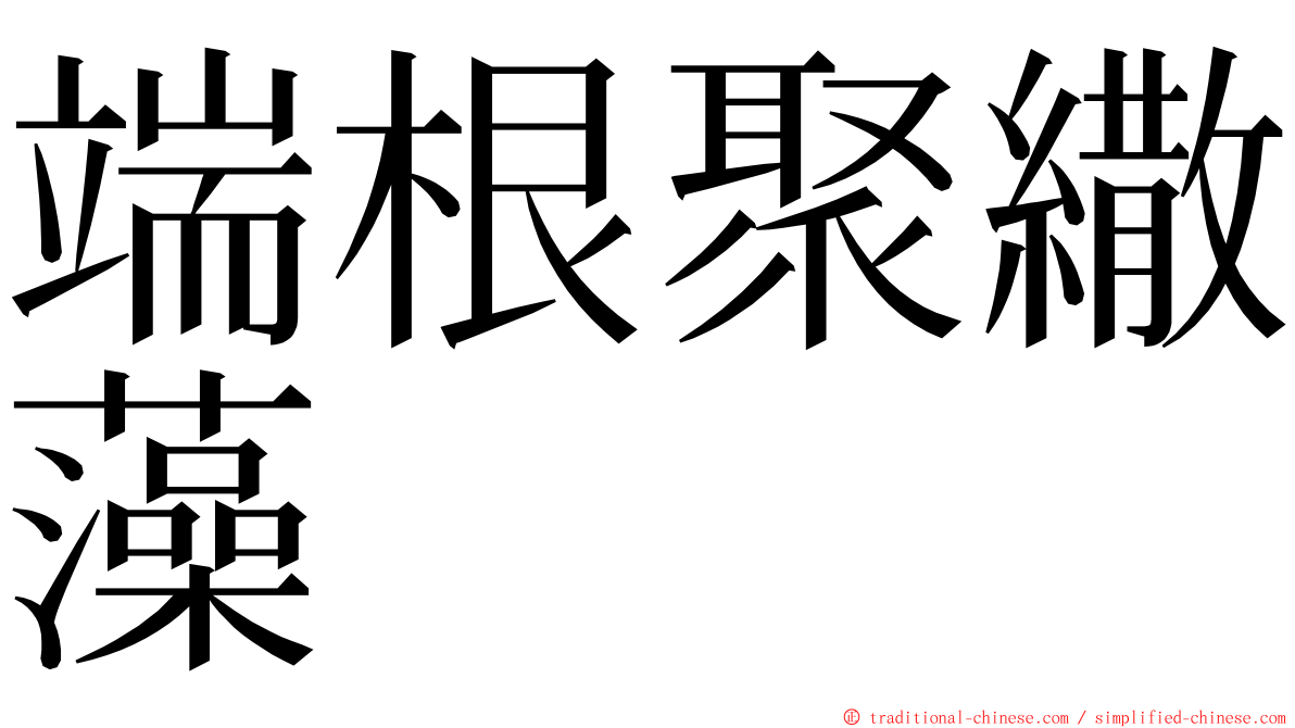 端根聚繖藻 ming font