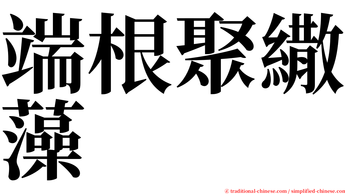 端根聚繖藻 serif font