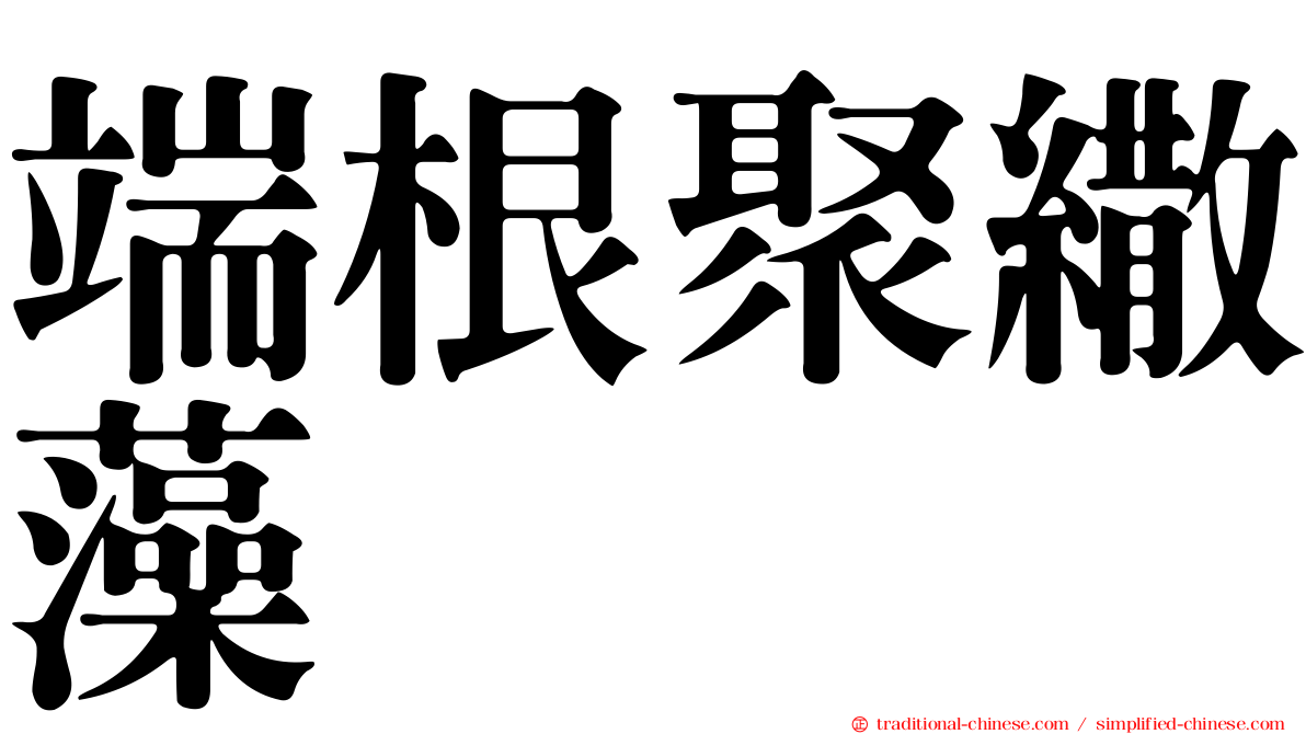 端根聚繖藻