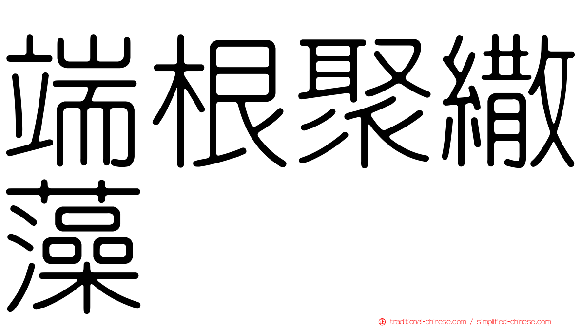端根聚繖藻