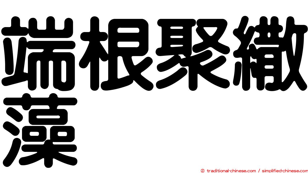 端根聚繖藻