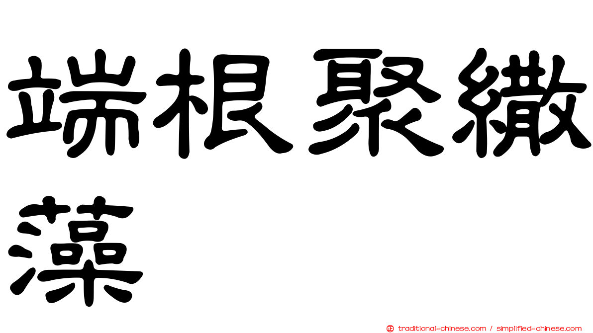 端根聚繖藻