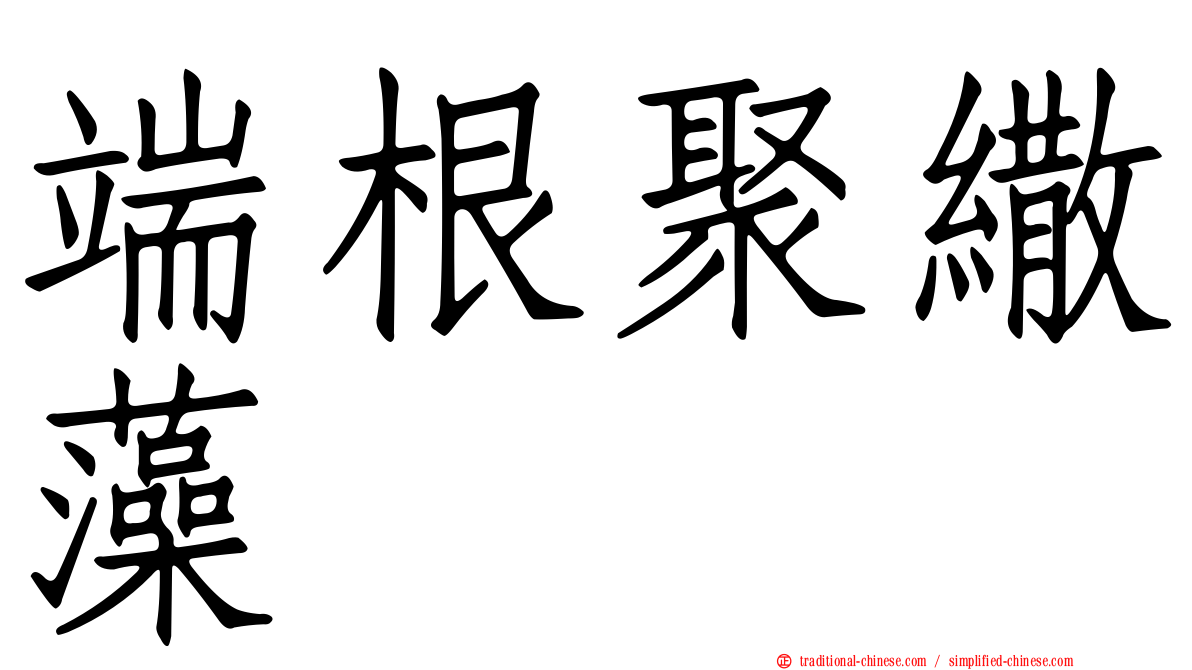 端根聚繖藻