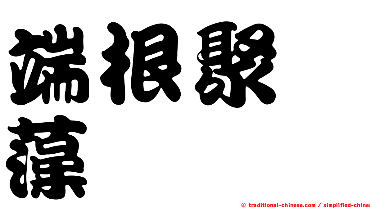 端根聚繖藻