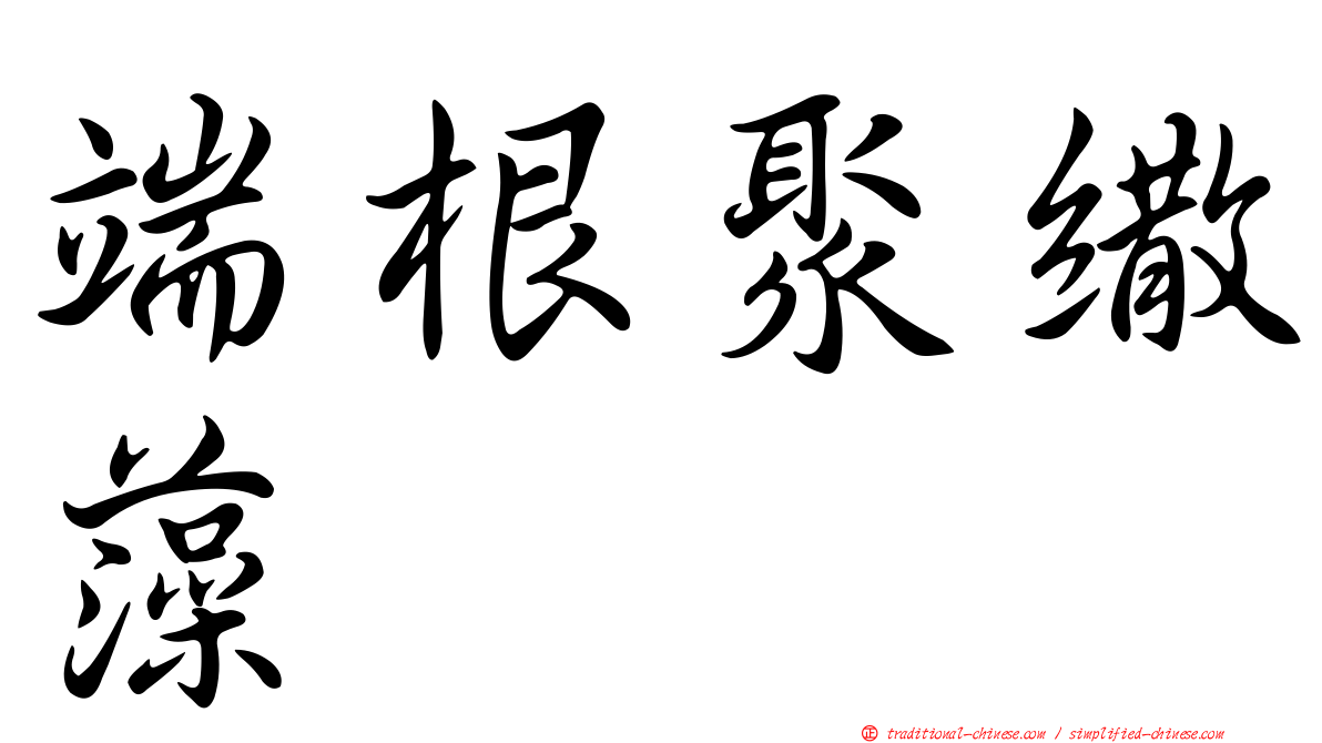 端根聚繖藻