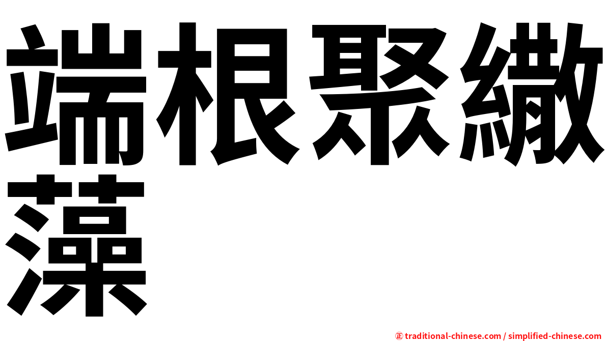 端根聚繖藻