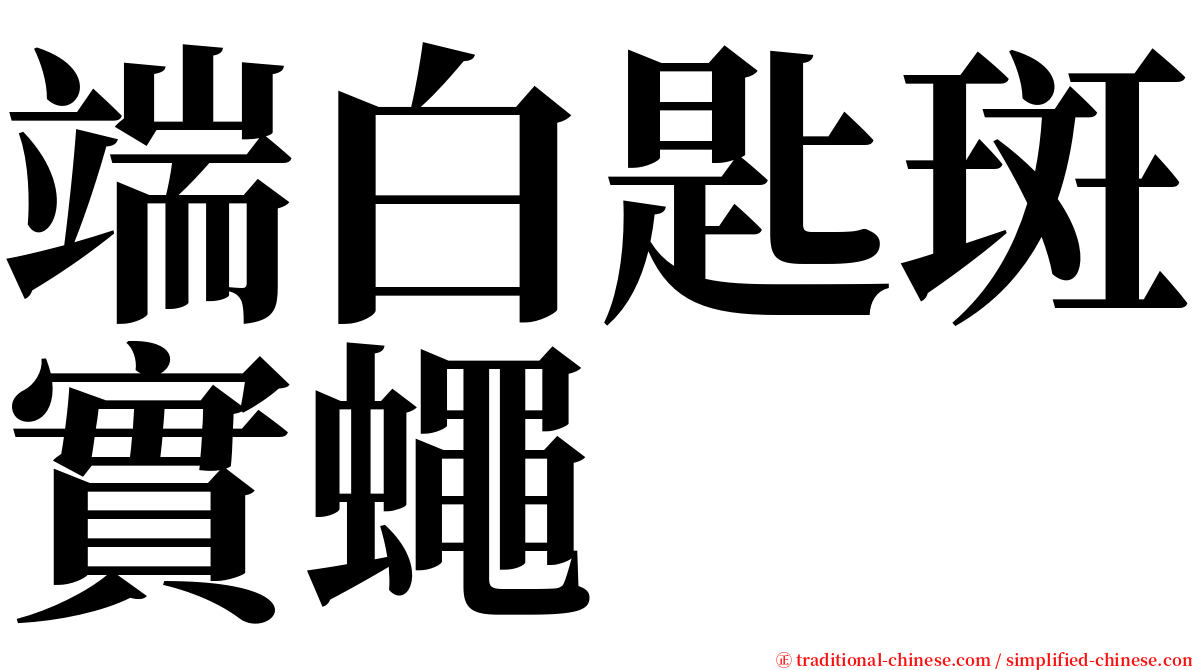 端白匙斑實蠅 serif font