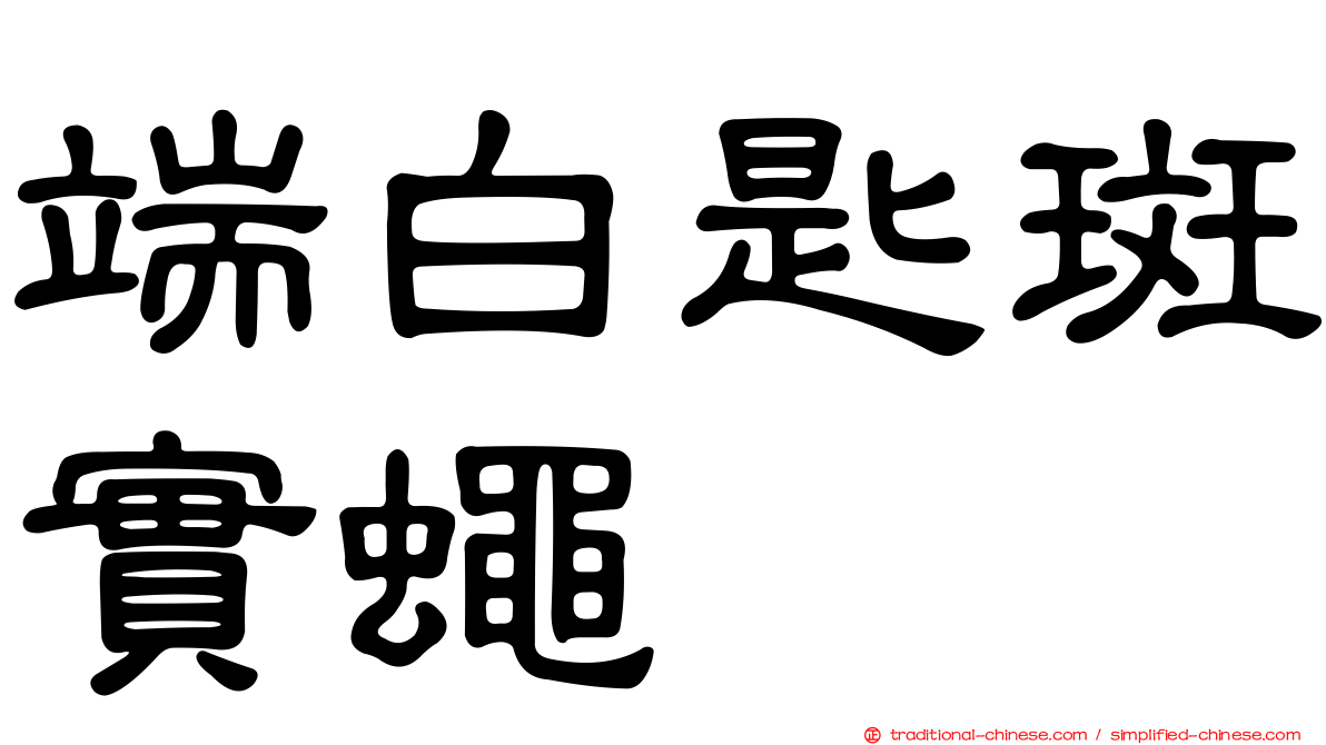 端白匙斑實蠅