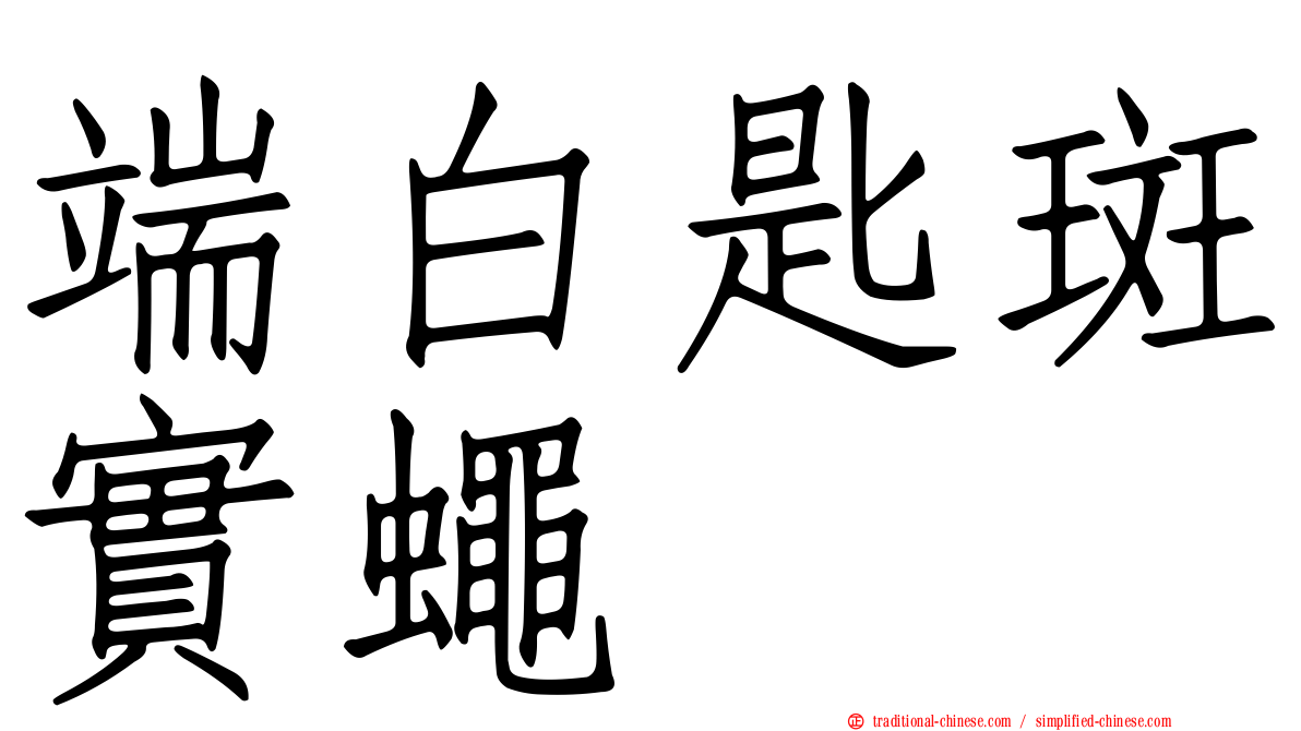 端白匙斑實蠅