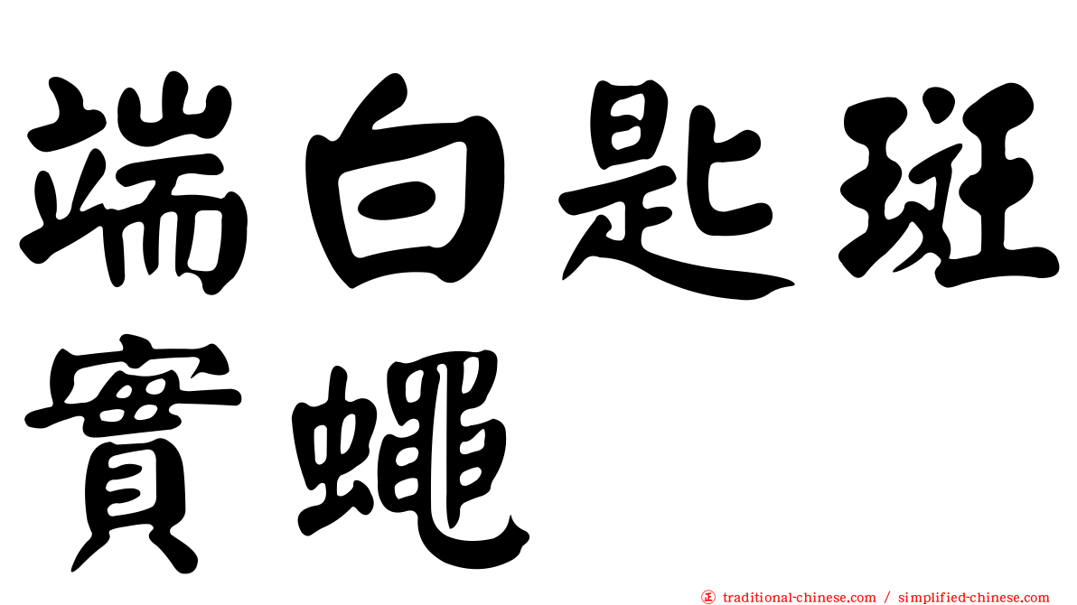 端白匙斑實蠅