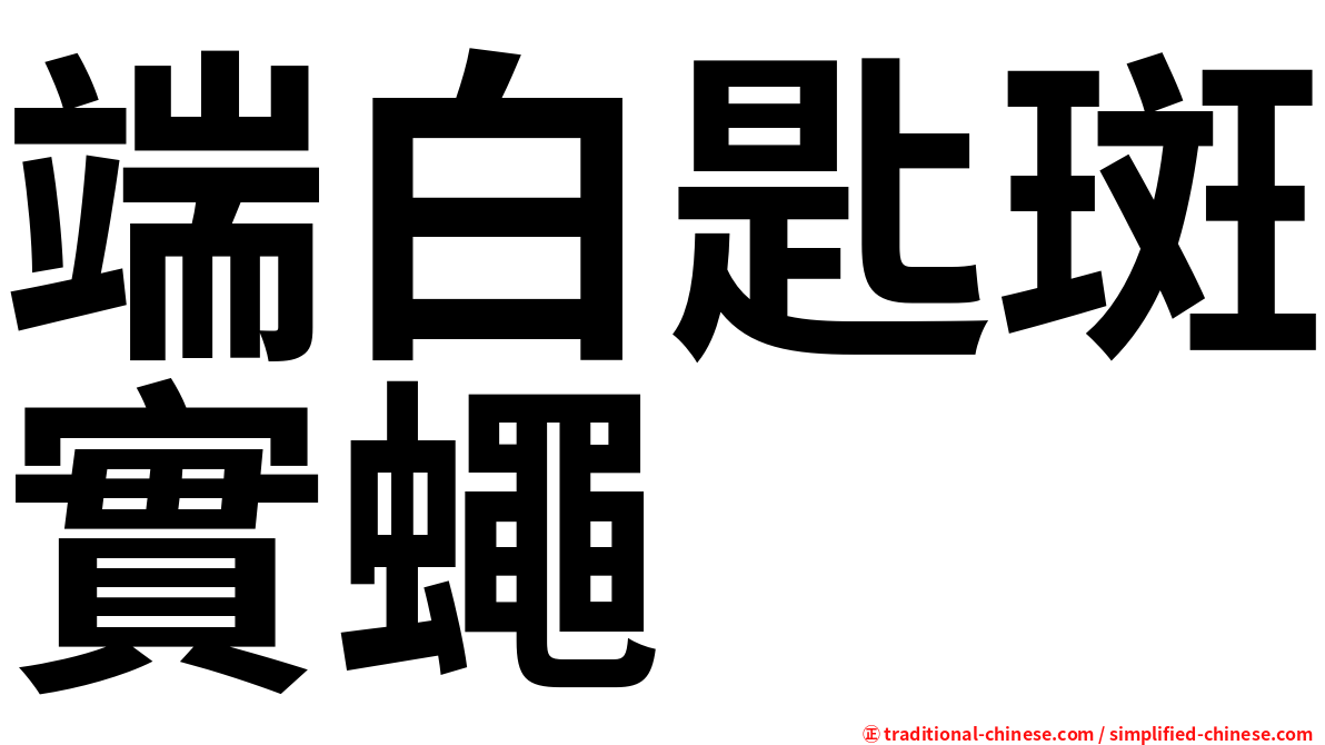 端白匙斑實蠅