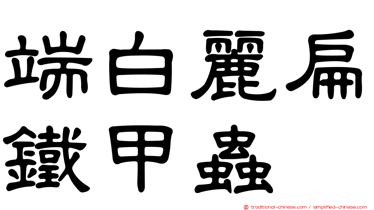 端白麗扁鐵甲蟲