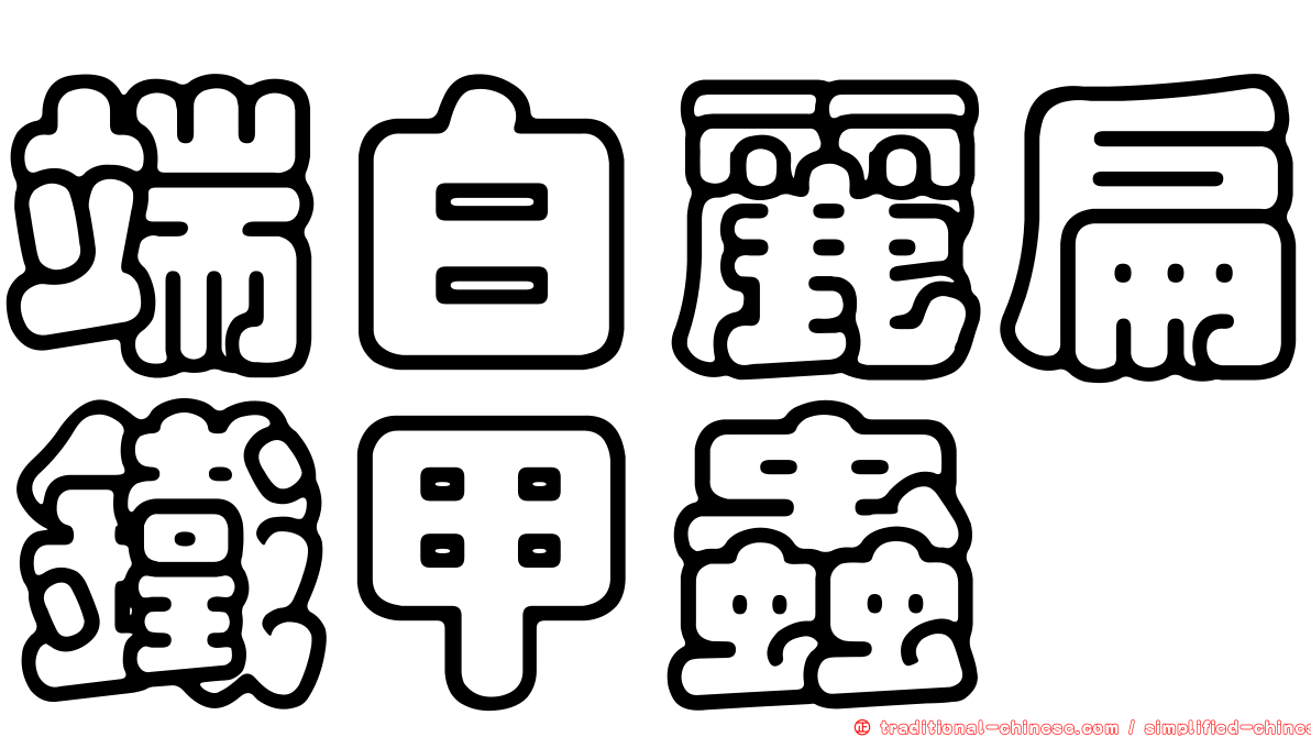 端白麗扁鐵甲蟲