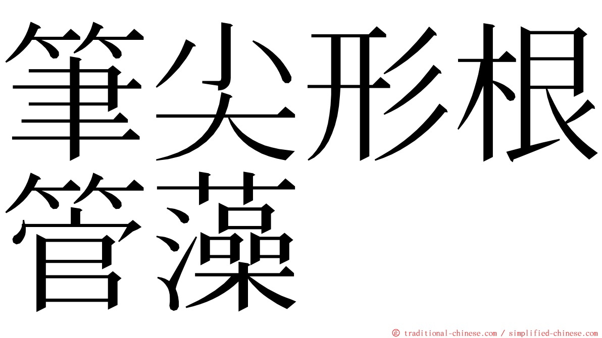 筆尖形根管藻 ming font