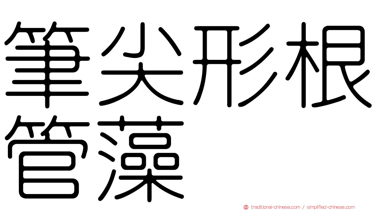 筆尖形根管藻