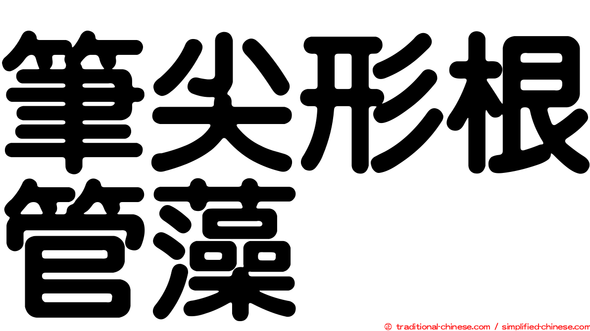 筆尖形根管藻