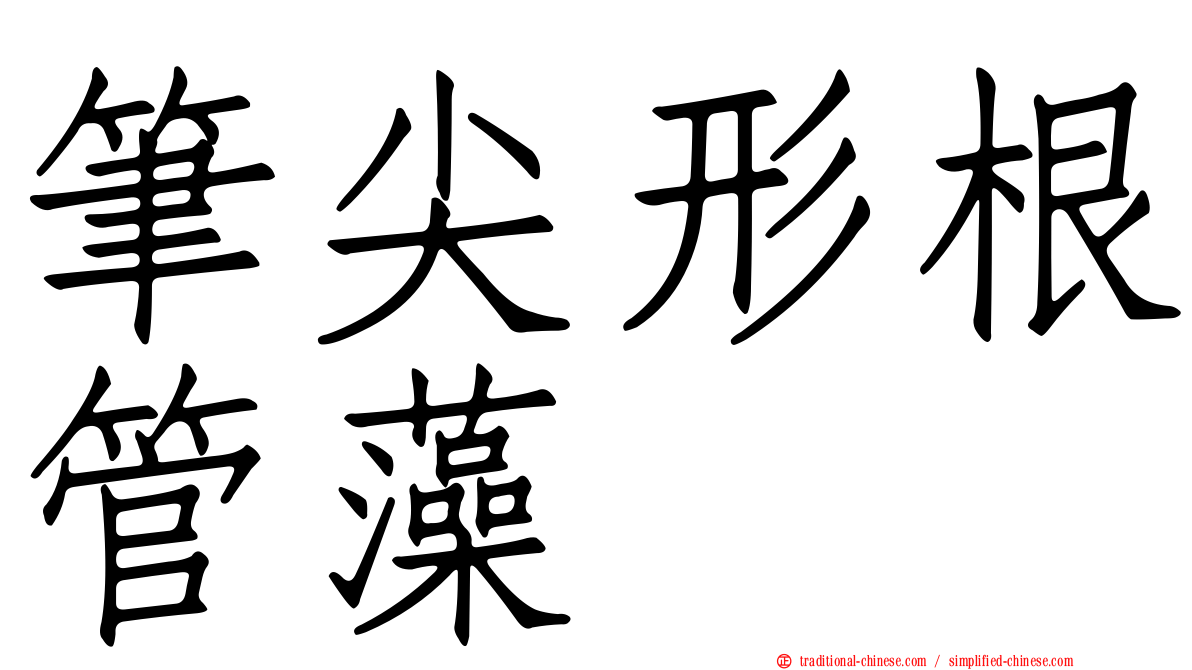 筆尖形根管藻