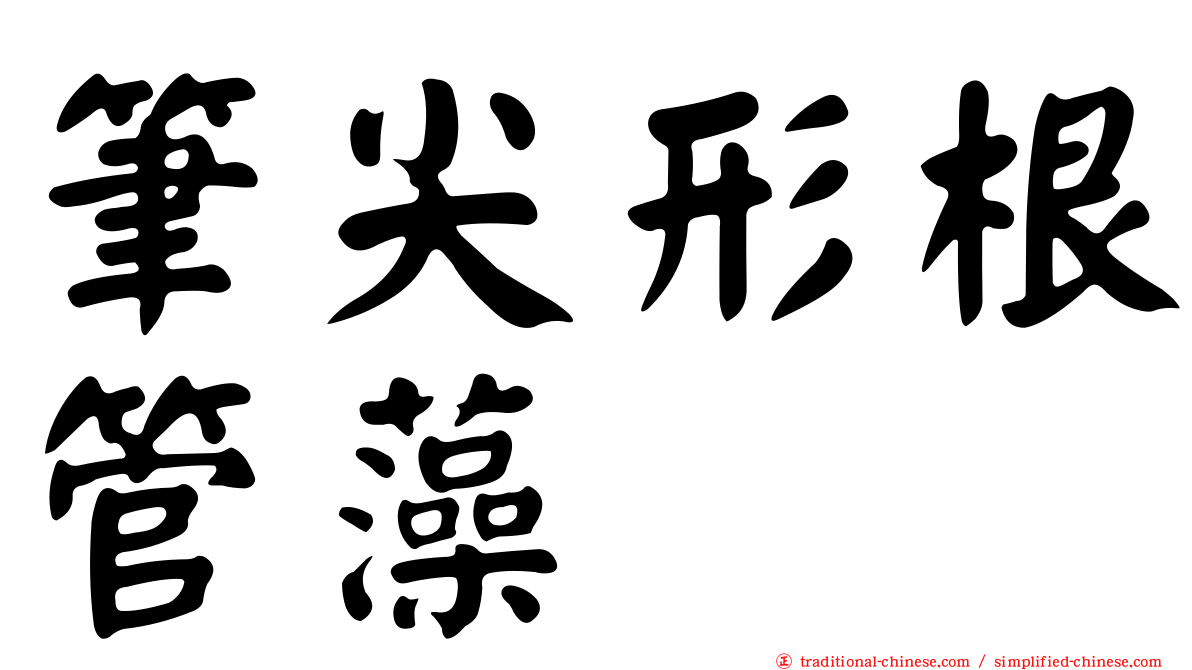 筆尖形根管藻