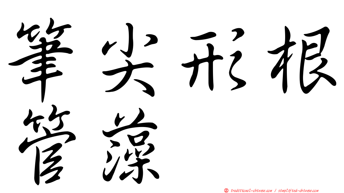 筆尖形根管藻