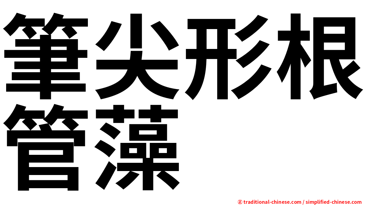 筆尖形根管藻