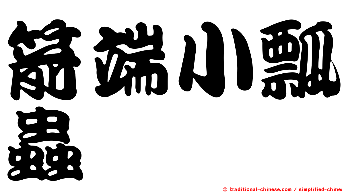 箭端小瓢蟲