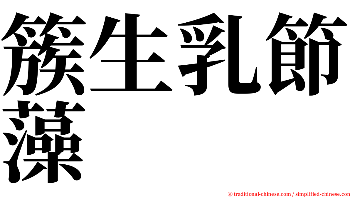簇生乳節藻 serif font