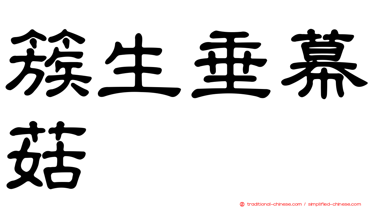 簇生垂幕菇
