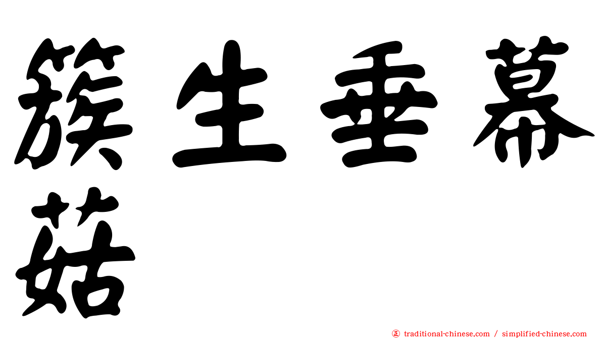 簇生垂幕菇