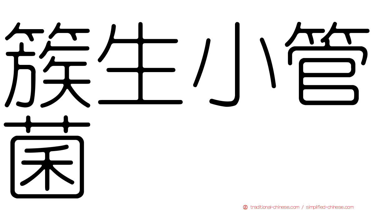 簇生小管菌